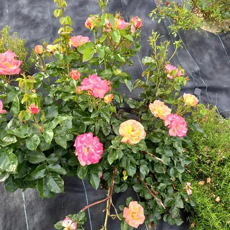 Dom Przy Zagrodzie Nowy Targ